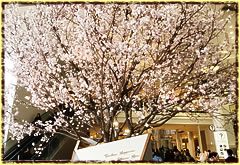 �K�[�f���Y�����̍�